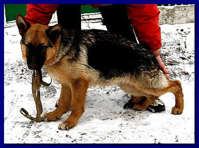 Бэрн фон Нордэн(Модерн фон Нордэн-Нубира фон Нордэн)