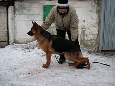 Зондеркоманда фон Нордэн,29.01.11.(Ярант фон Нордэн-Шанта фон Нордэн)