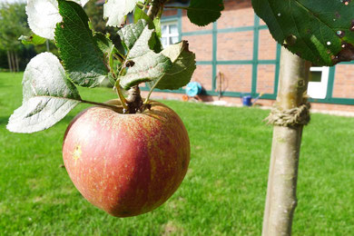 Roter Boskop (Foto: Dorit Hartz 2013)