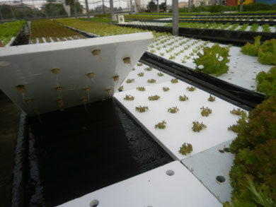 下に液体肥料が流れています
