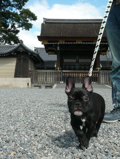 初お散歩はビクビクでしたが、その後お家で練習し、今日が２回目の散歩なのです