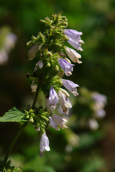 　ミソガワソウ　Nepeta subsessilis