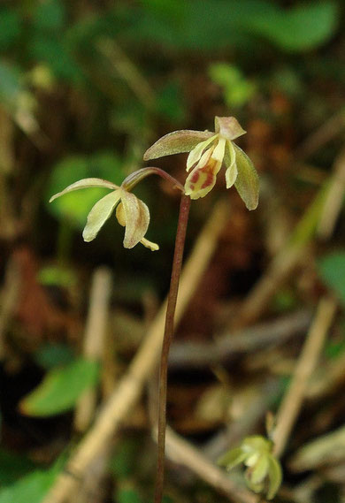 　コイチヨウラン　Ephippianthus schmidtii