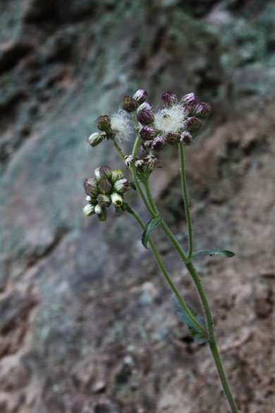 イズハハコ　左の頭花が開花状態。右は一部終わって綿毛になっています