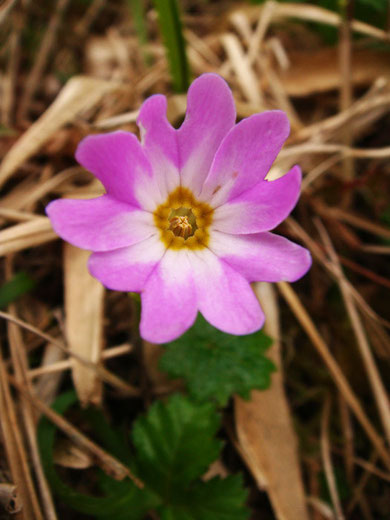 　白色部が広い個体。　葯のみ見える短花柱花