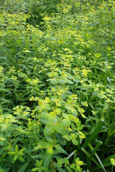 　ハクサンタイゲキ　Euphorbia togakusensis