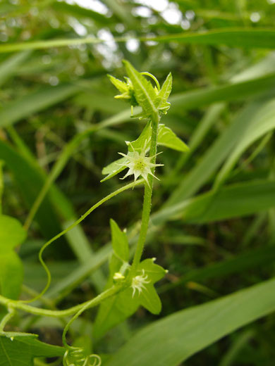 ゴキヅル　(合器蔓)　ウリ科