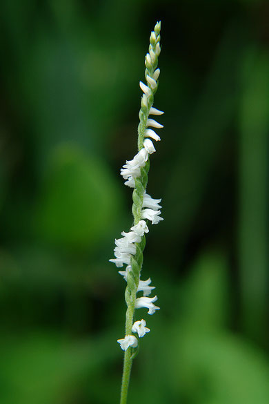 　ネジバナ（白花品）　(捻花)　ラン科