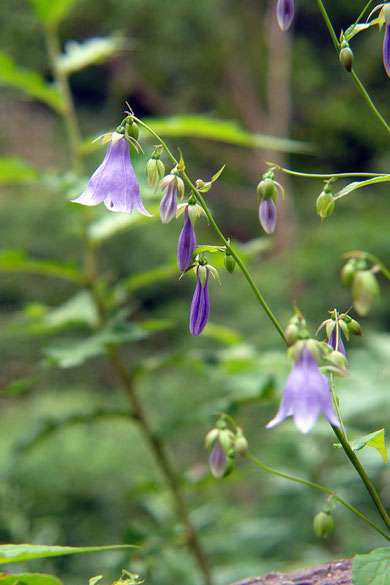 　ソバナ　(岨菜)　キキョウ科 ツリガネニンジン属