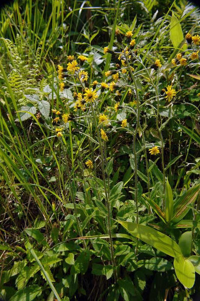 　ミヤマコウゾリナ　(深山顔剃菜)　キク科 コウゾリナ属