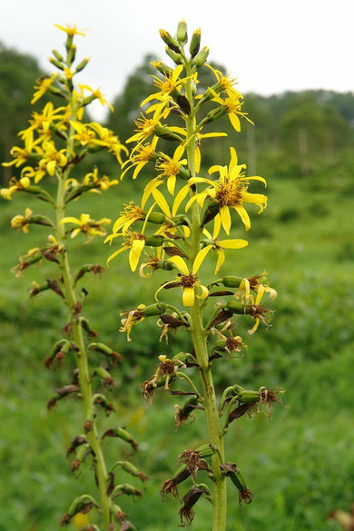 　オタカラコウ　　Ligularia fischerii