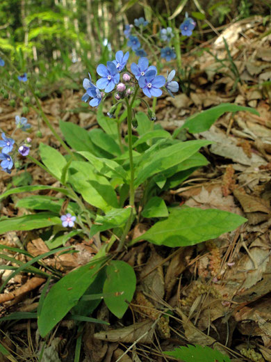 ルリソウ　2010.05.09　福島県福島市