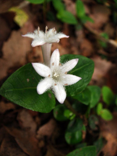 写真22　ツルアリドオシ　花冠は通常4裂するが、ここのは5裂だ