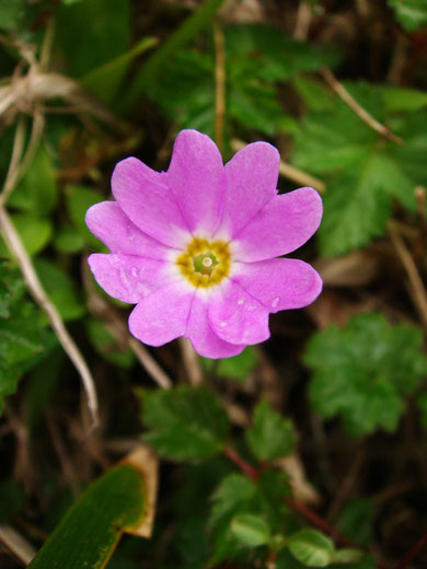 　コイワザクラ　　花柱が突き出した長花柱花