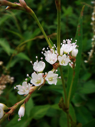 シロバナサクラタデ　(白花桜蓼)　タデ科