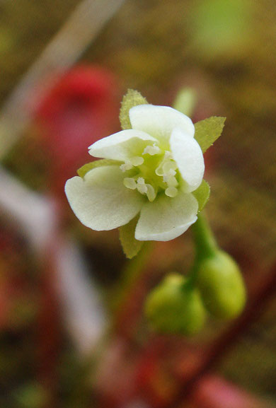 　モウセンゴケ　　Drosera rotundifolia