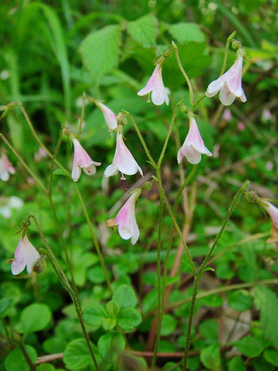 リンネソウ　　英名は twinflower