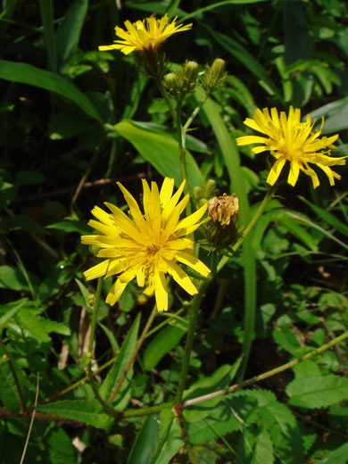 　コウゾリナ　　Senecio nemorensis