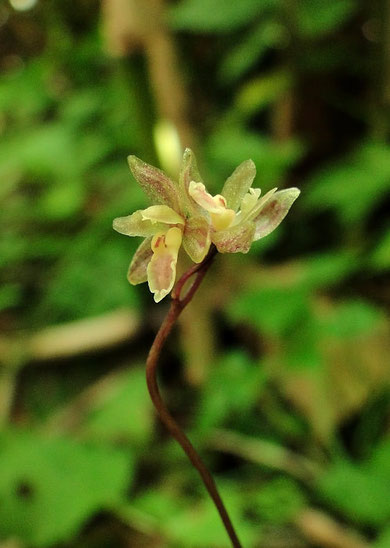 くっつくようにして咲く中間タイプの花