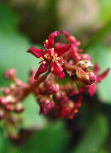 　クロクモソウ　Saxifraga fusca Maxim. subsp. kikubuki