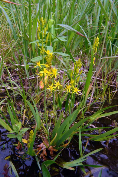 　キンコウカ　(金黄花、金光花)　キンコウカ科 キンコウカ属