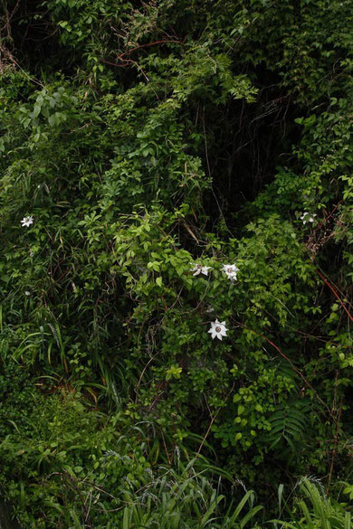 写真3　写真1、2の花から20mほど離れた場所にもいました