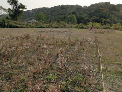 カワラノギクの保護育成地