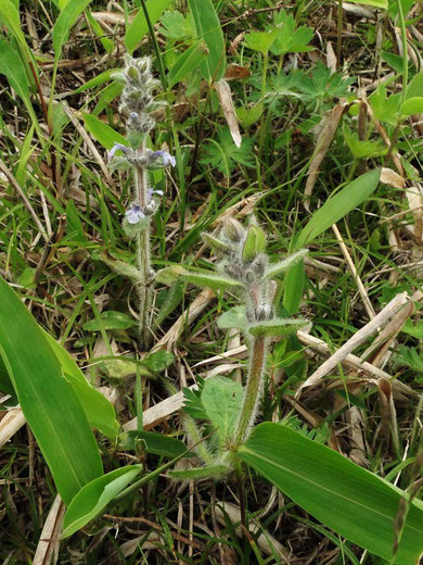 ケブカツルカコソウ　2012.07.07　長野県　霧ヶ峰