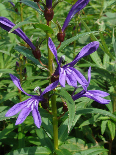 　サワギキョウ　Lobelia sessilifolia