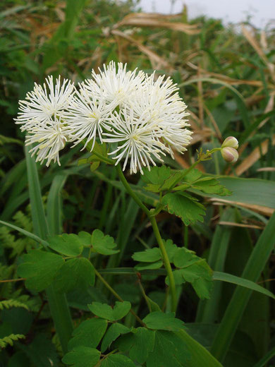 　カラマツソウ　(唐松草)　キンポウゲ科 カラマツソウ属