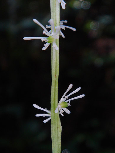 　アズマシライトソウの花序（下部）