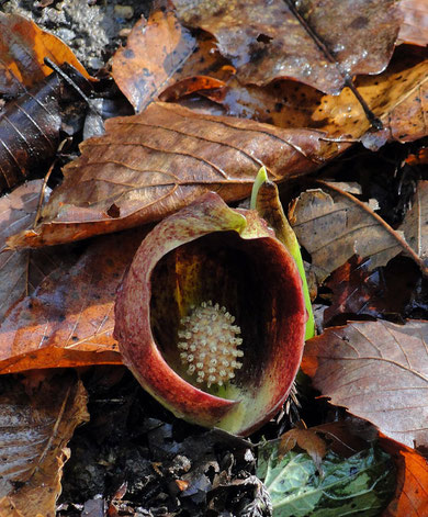 ザゼンソウ - 野山に自然に咲く花のページ
