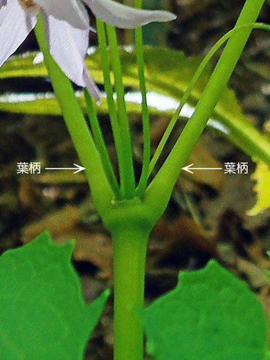 トガクシショウマの茎葉は対生します