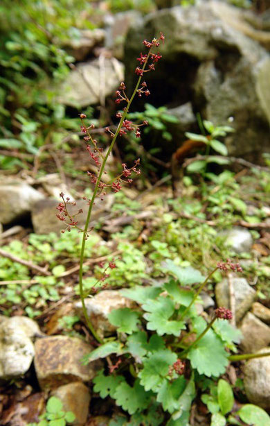 　クロクモソウ　(黒雲草)　ユキノシタ科 ユキノシタ属