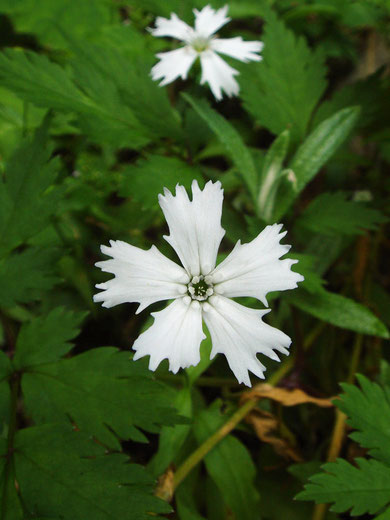 　センジュガンピ　Lychnis gracillima