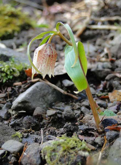 ミノコバイモ　　2010.04.04 岐阜県