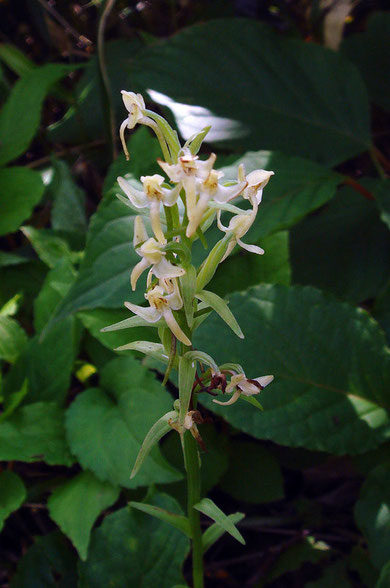 　オオヤマサギソウ　Platanthera sachalinensis