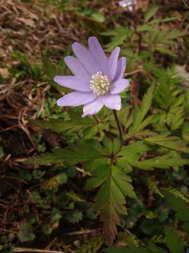 　キクザキイチゲ（菊咲き一華）　新潟には薄紫の花が多い