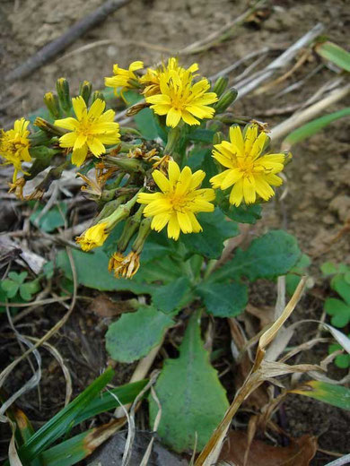 アゼトウナ　(畔唐菜/畔冬菜)　キク科 アゼトウナ属　2009.11.07 静岡県下田市