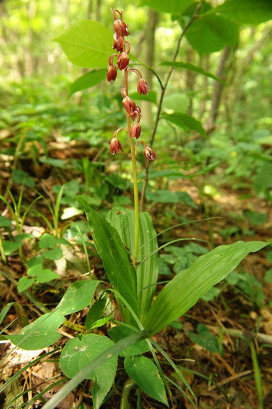  エビネ発見！　でも残念ながら花は終わっていました