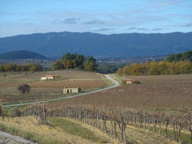Stroll through the vinewards of the foot of the Luberon mountain.