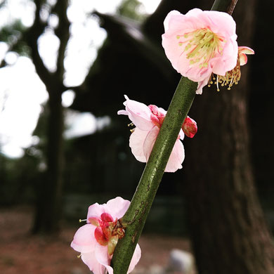 十社大神の境内に植えられた梅の花