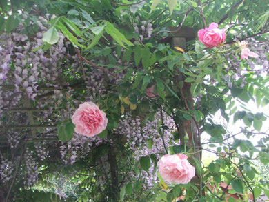 A planted pergola of wisteria & climbing roses