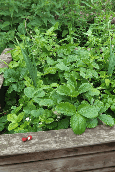 Hochbeet mit Erdbeerpflanzen