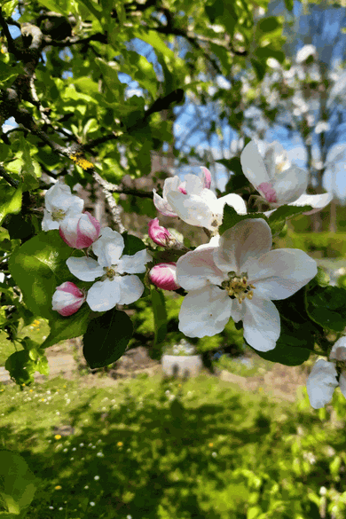 Apfelbaum mit Blüten im Mai