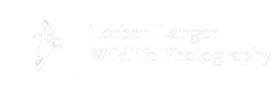 Torben Langer Wildlife Photography