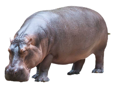 image hippopotame transparent sur fond blanc détouré pour illustration site web devoir ecole college