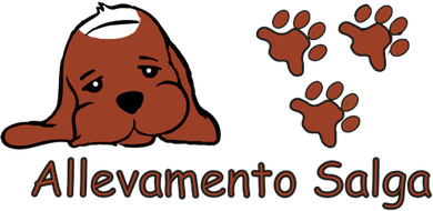Beagle cuccioli