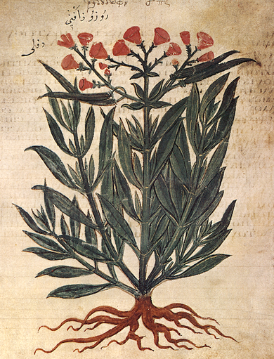 Rhododaphne (Oleander), Wiener Dioskurides