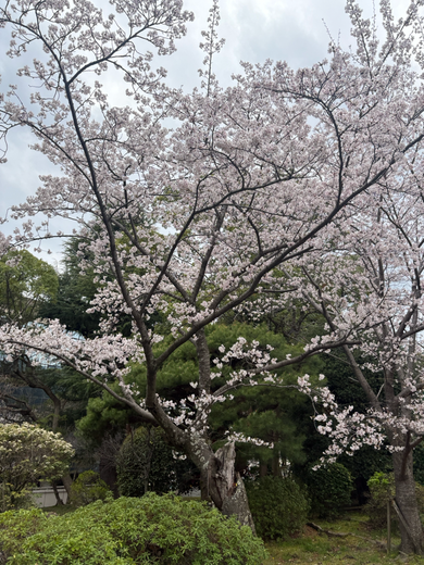 桜〜🌸